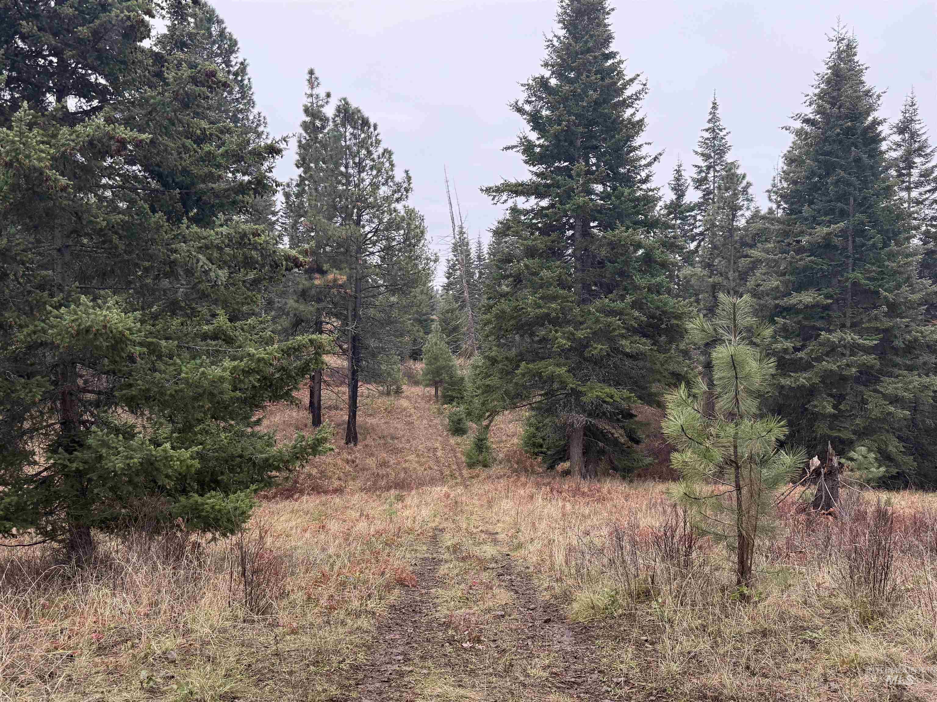 1653 Kidder Ridge Road Kamiah, ID 83536 - Photo 40 of 47 View of tree filled area