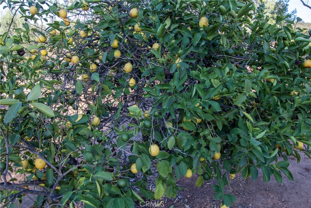 17595 Rancho De La Angel Road Ramona, CA 92065 - Photo 60 of 63 a view of a tree