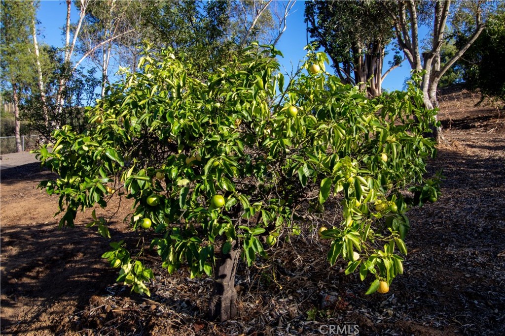 17595 Rancho De La Angel Road Ramona, CA 92065 - Photo 61 of 63 a view of a plant with a tree