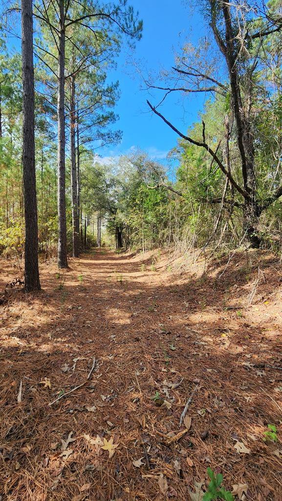 3-acres Lucy Grade Road Ashford, AL 36312 - Photo 4 of 18
