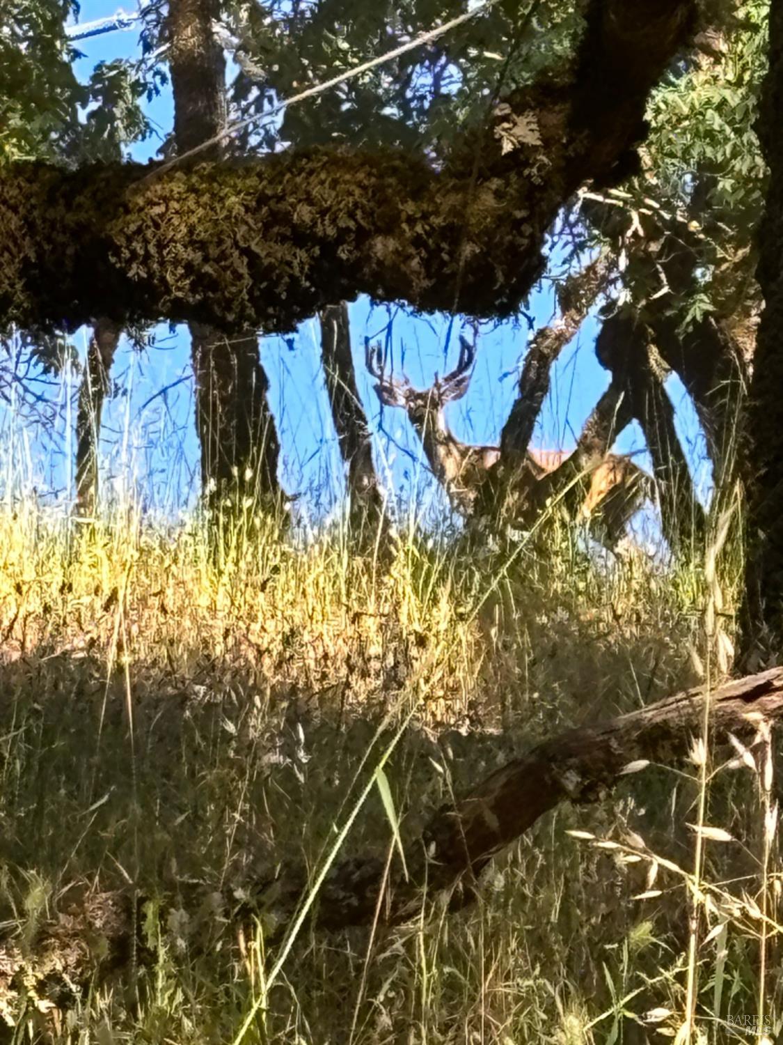 4901 Stewarts Point-Skaggs Springs Road Healdsburg, CA 95448 - Photo 20 of 22 a view of under tree