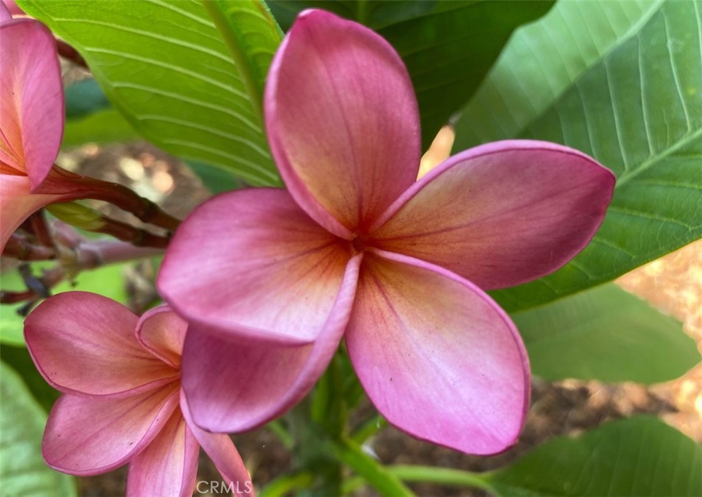 1321 Pepper Tree Lane Vista, CA 92084 - Photo 29 of 63 Mature flowers and trees