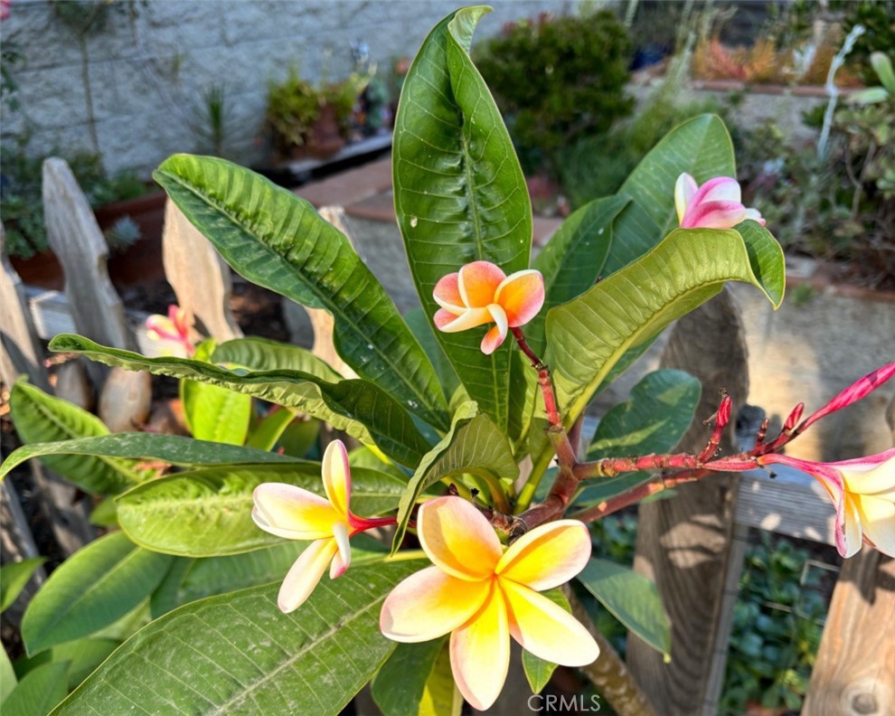 1321 Pepper Tree Lane Vista, CA 92084 - Photo 33 of 63 Mature flowers and trees