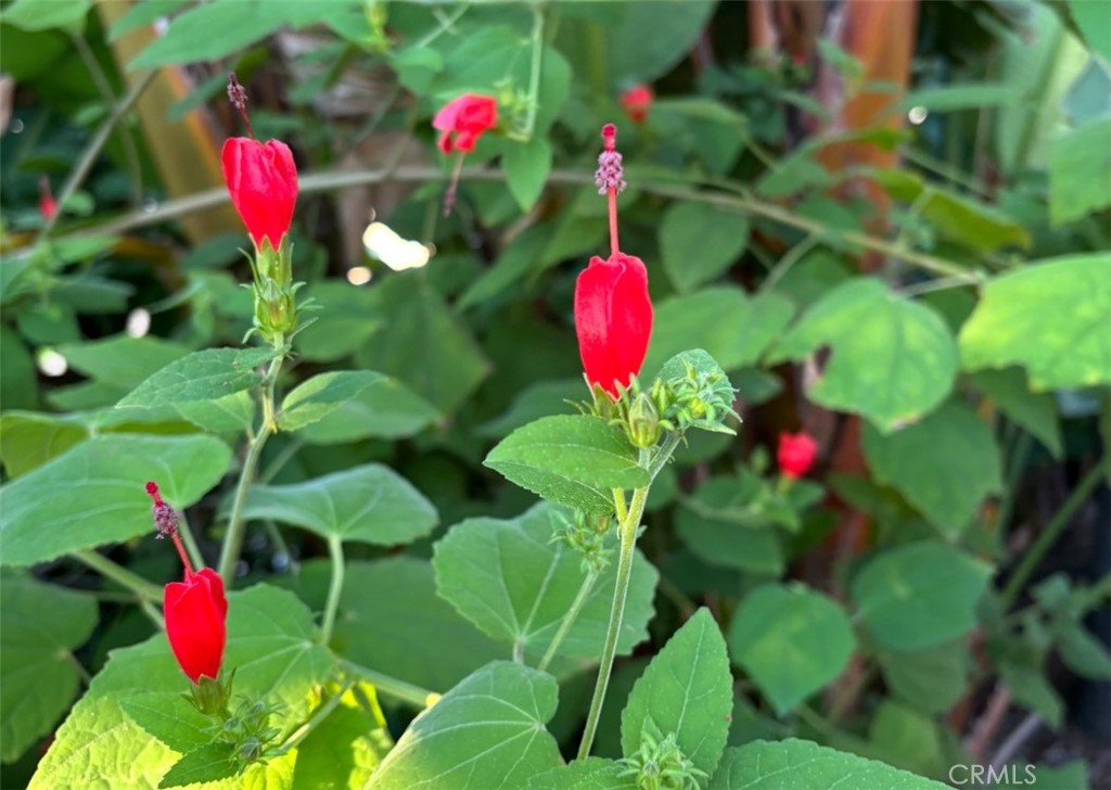 1321 Pepper Tree Lane Vista, CA 92084 - Photo 35 of 63 Mature flowers and trees