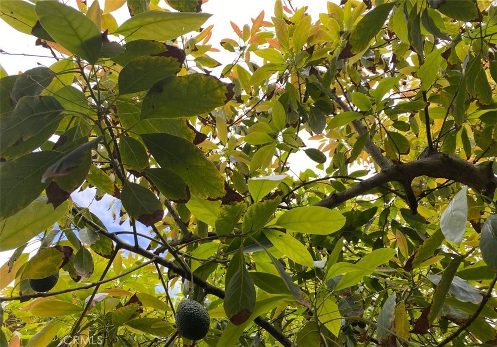 1321 Pepper Tree Lane Vista, CA 92084 - Photo 36 of 63 Avocado tree