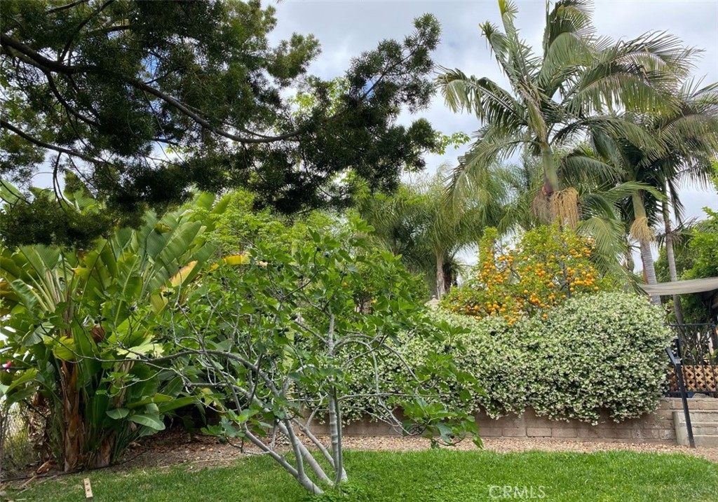 1321 Pepper Tree Lane Vista, CA 92084 - Photo 38 of 63 Mature flowers and trees