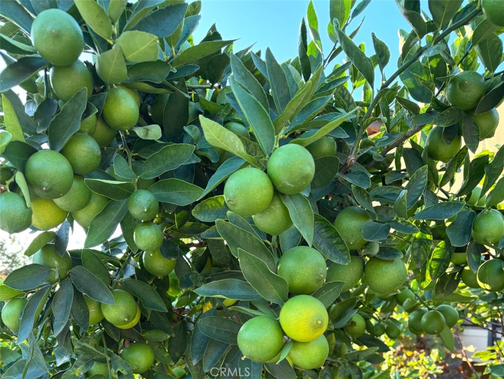 1321 Pepper Tree Lane Vista, CA 92084 - Photo 47 of 63 Orange tree