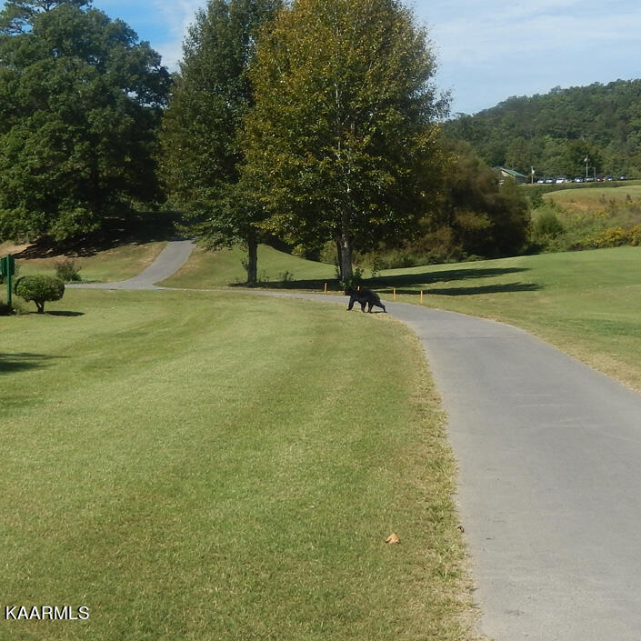 278 Laurel Road Townsend, TN 37882 - Photo 34 of 37 bear