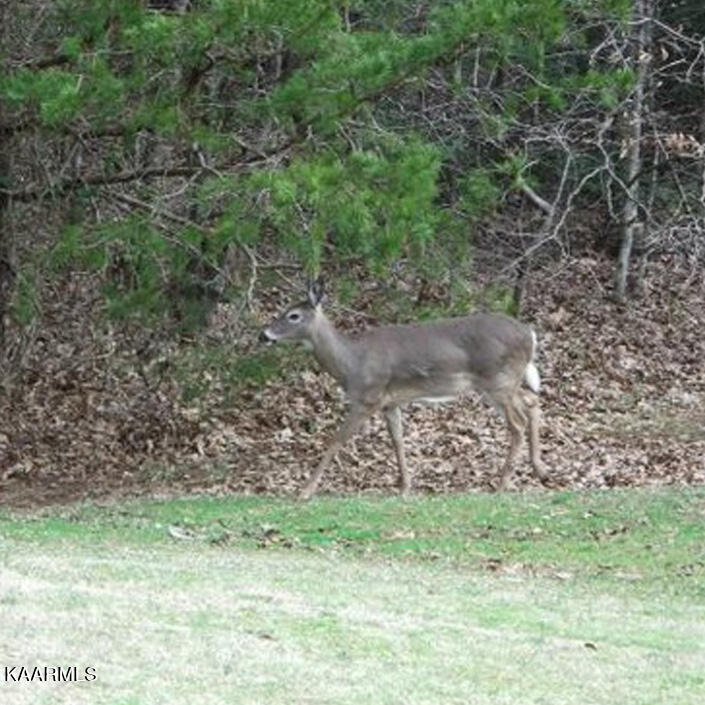 278 Laurel Road Townsend, TN 37882 - Photo 35 of 37 deer