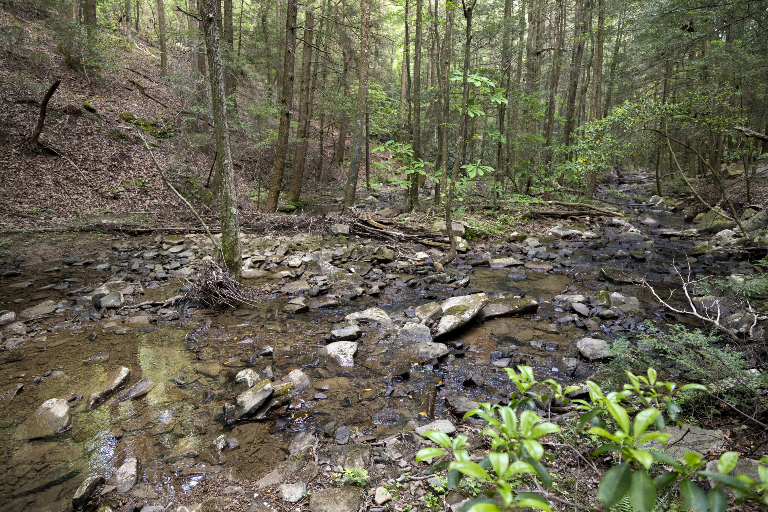1497 Roaring Creek Road Dunlap, TN 37327 - Photo 42 of 79 Property_1H9A9065