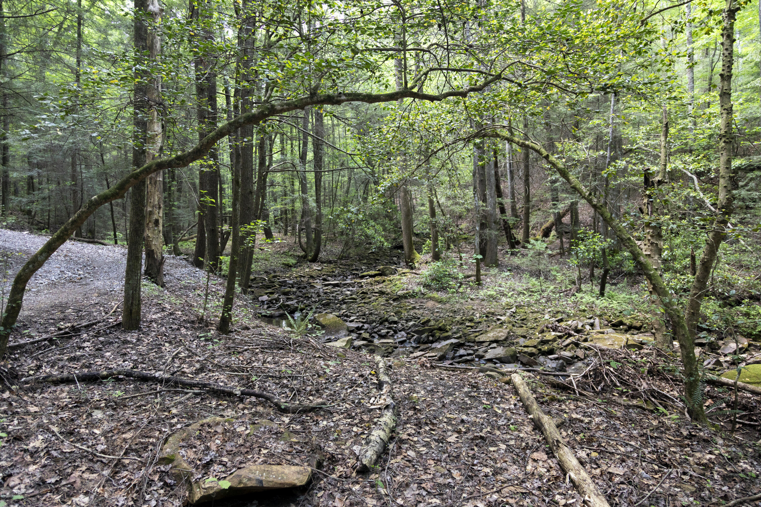 1497 Roaring Creek Road Dunlap, TN 37327 - Photo 44 of 79 Property_1H9A9068