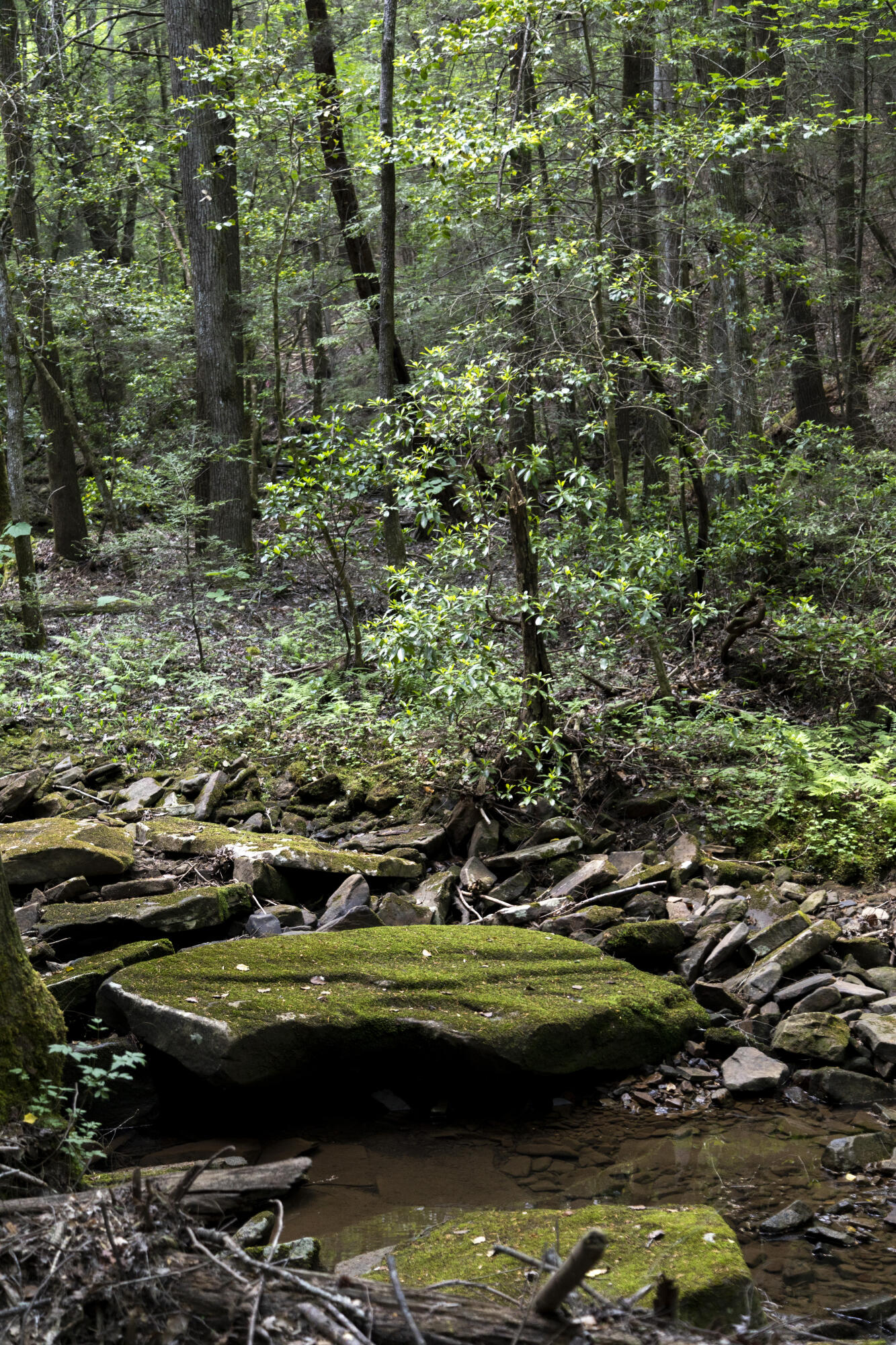 1497 Roaring Creek Road Dunlap, TN 37327 - Photo 45 of 79 Property_1H9A9071