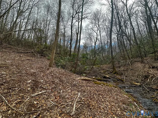 a view of a forest