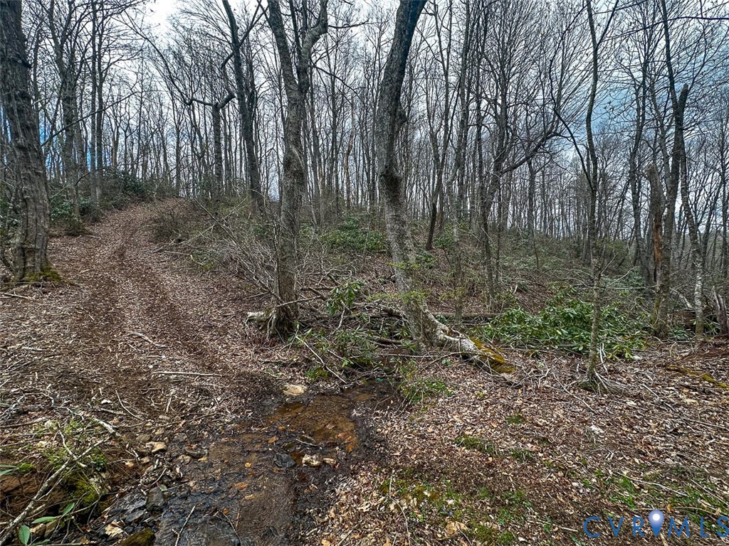 311 Dan River Road Meadows Of Dan, VA 24120 - Photo 46 of 50 a view of a forest with trees in the background