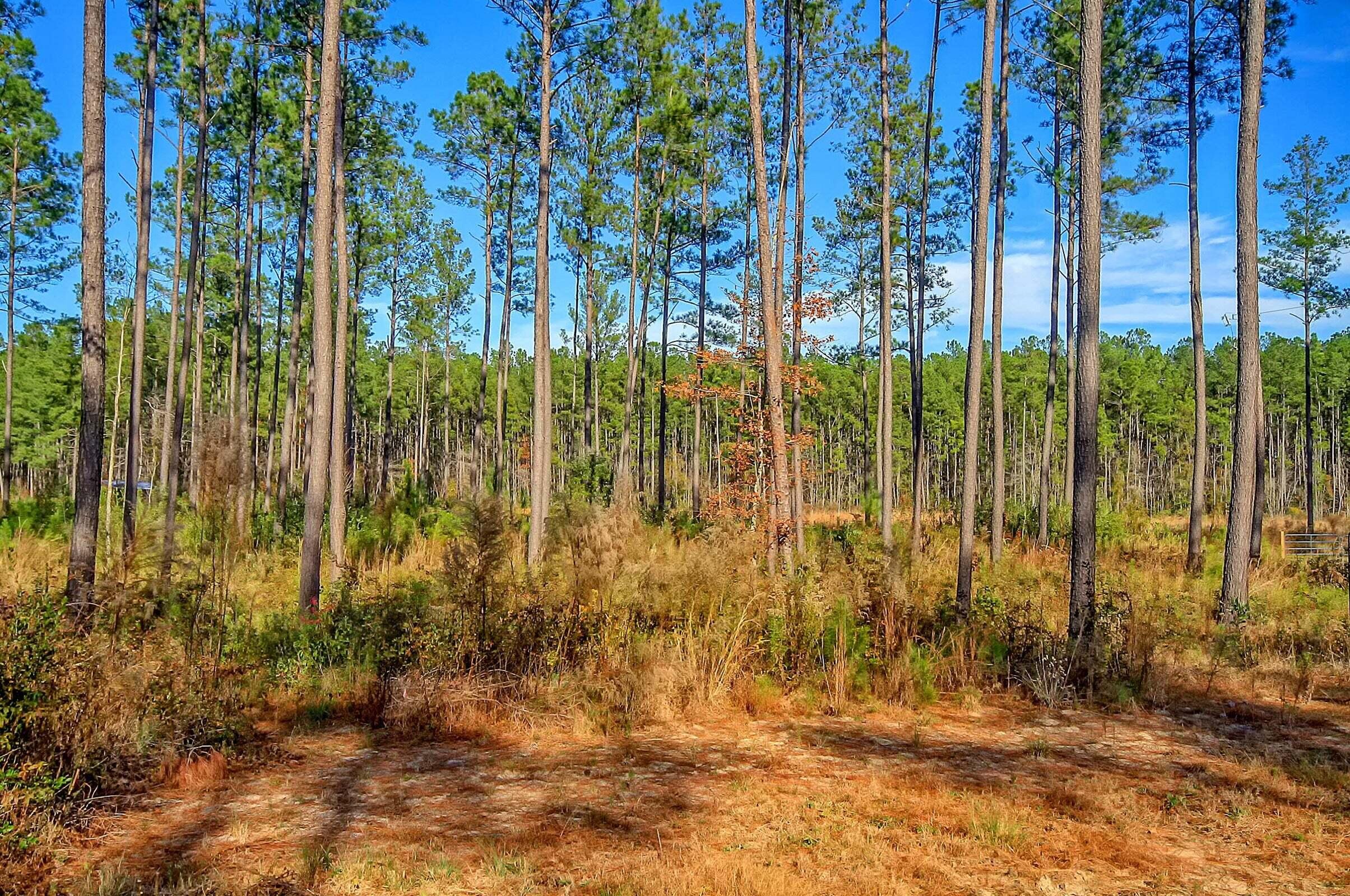 2276 Bethera Road Bonneau, SC 29431 - Photo 17 of 19 20221205180826598007000000-o