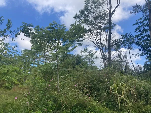 a view of a houses with a lush green forest