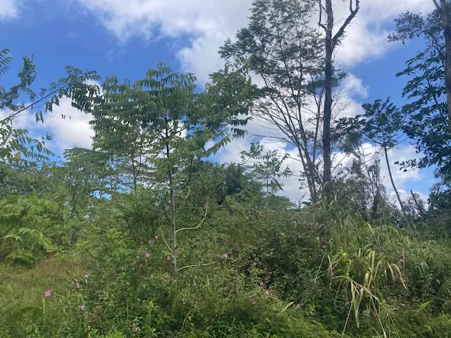 $26,000 | 14-3479 Lot 931 Shell Road, Pahoa, HI 96778