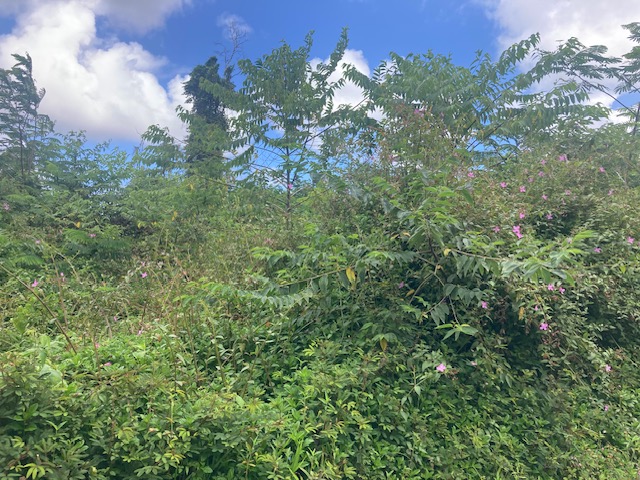 14-3479 Lot 931 Shell Road Pahoa, HI 96778 - Photo 2 of 4