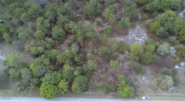 a view of a forest with lots of trees