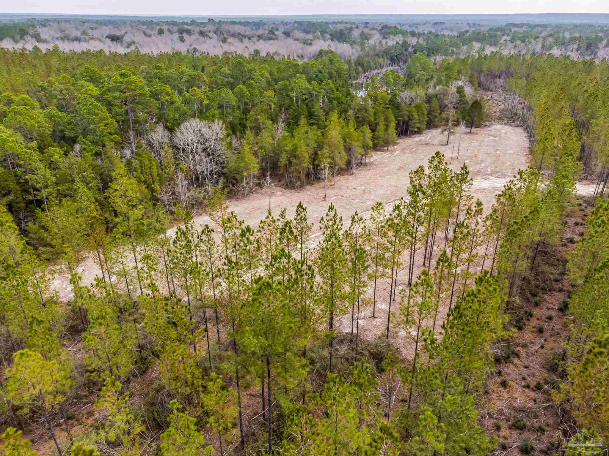 8997 Indian Ford Road, Unit 44 23 ACRES Milton, FL 32570 - Photo 4 of 55 a view of a yard with plants and large trees
