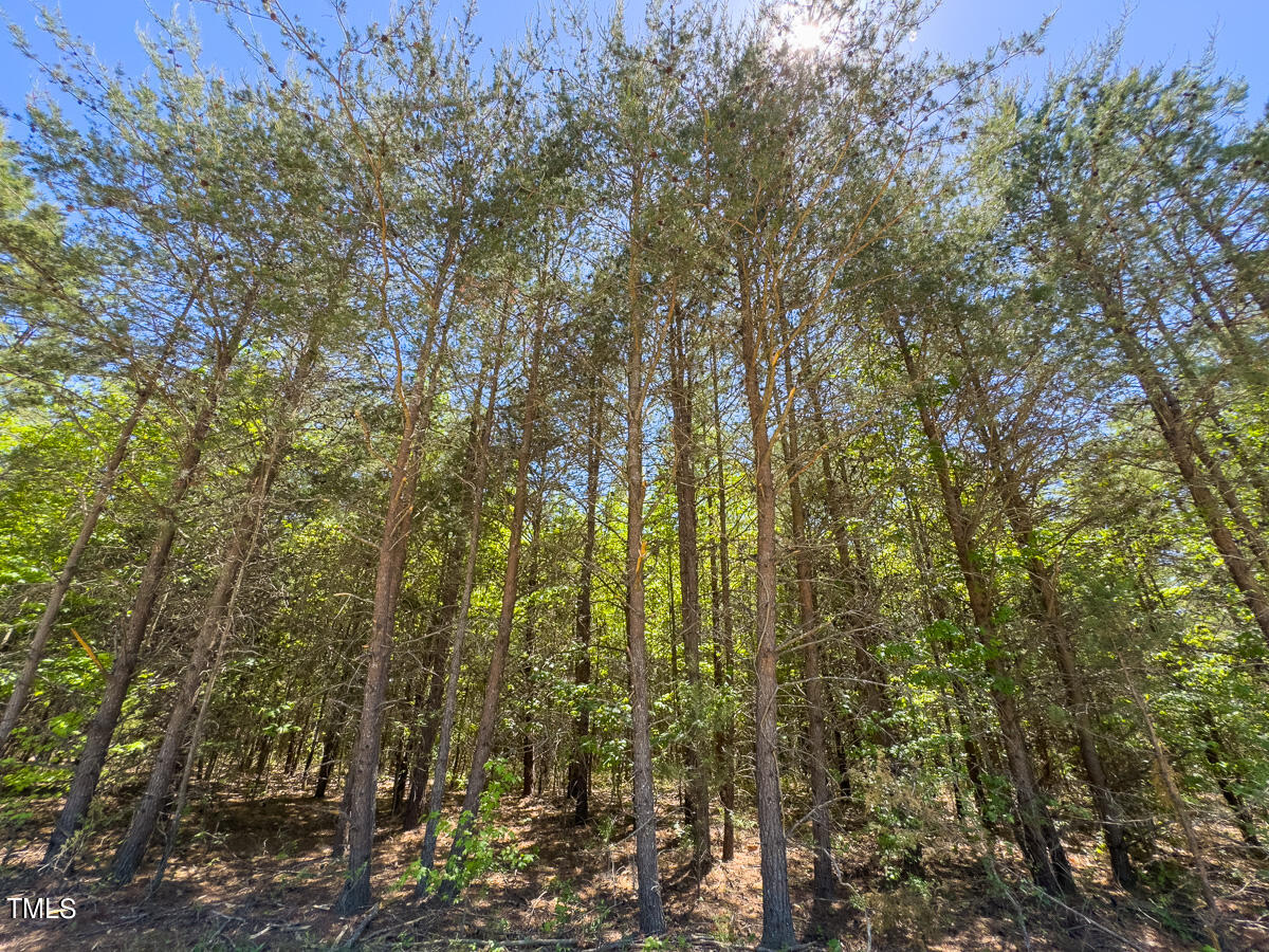 Lot-4-00 Wilson Road Providence, NC 27315 - Photo 7 of 38 Caswell Co. NC -Wilsons Ridge-Lot 4-07