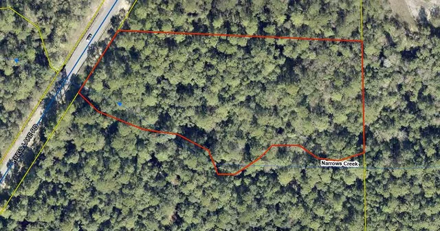 a view of a plant in a garden