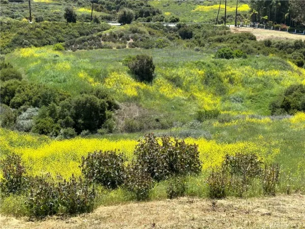 a view of a yard