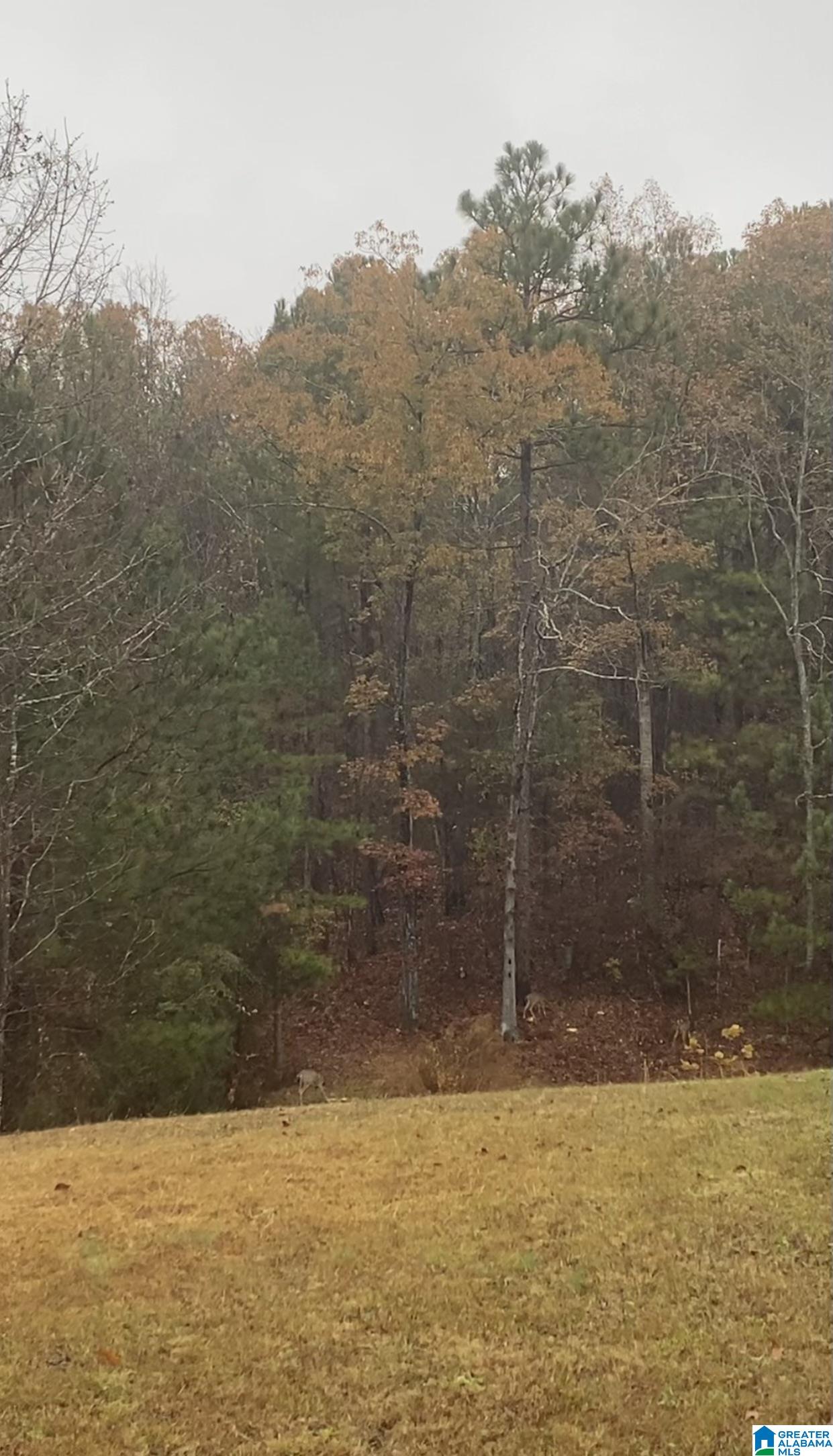 3041 Allison Mill Road Talladega, AL 35160 - Photo 29 of 37