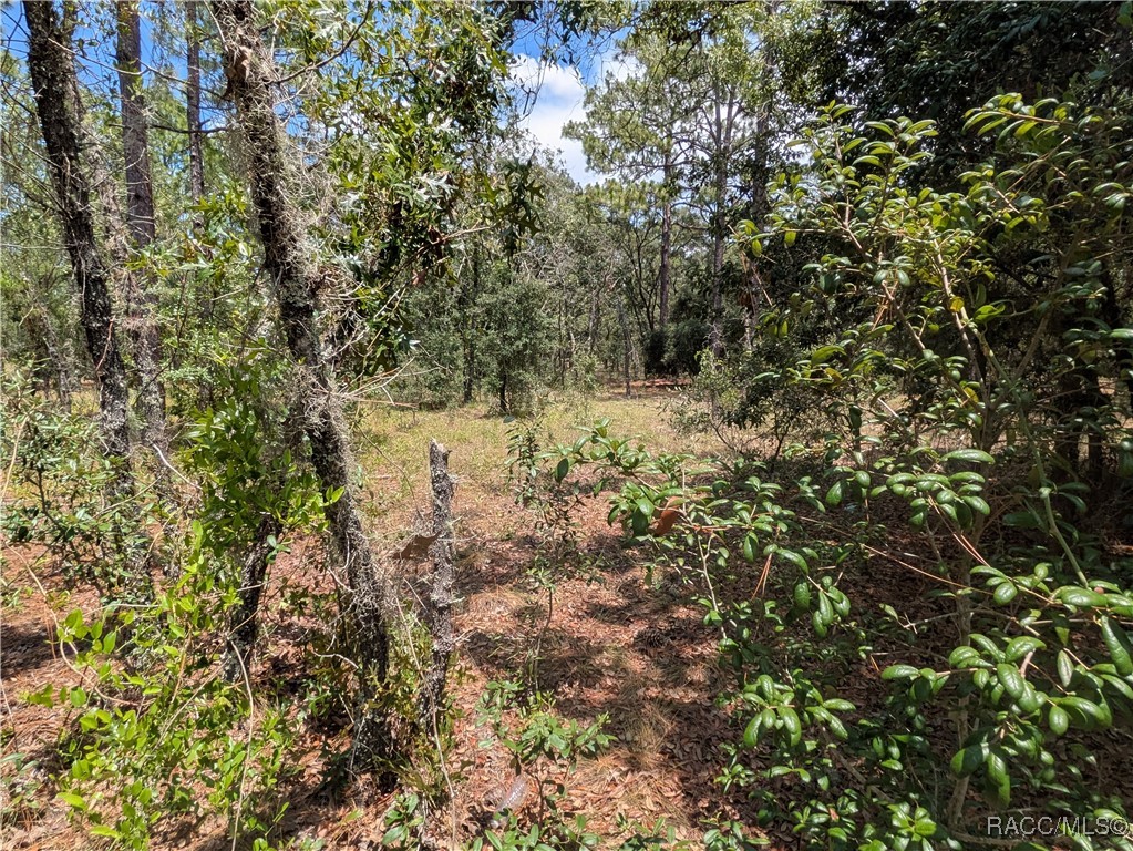 0 Northwest Ridgewood Road Dunnellon, FL 34431 - Photo 6 of 13