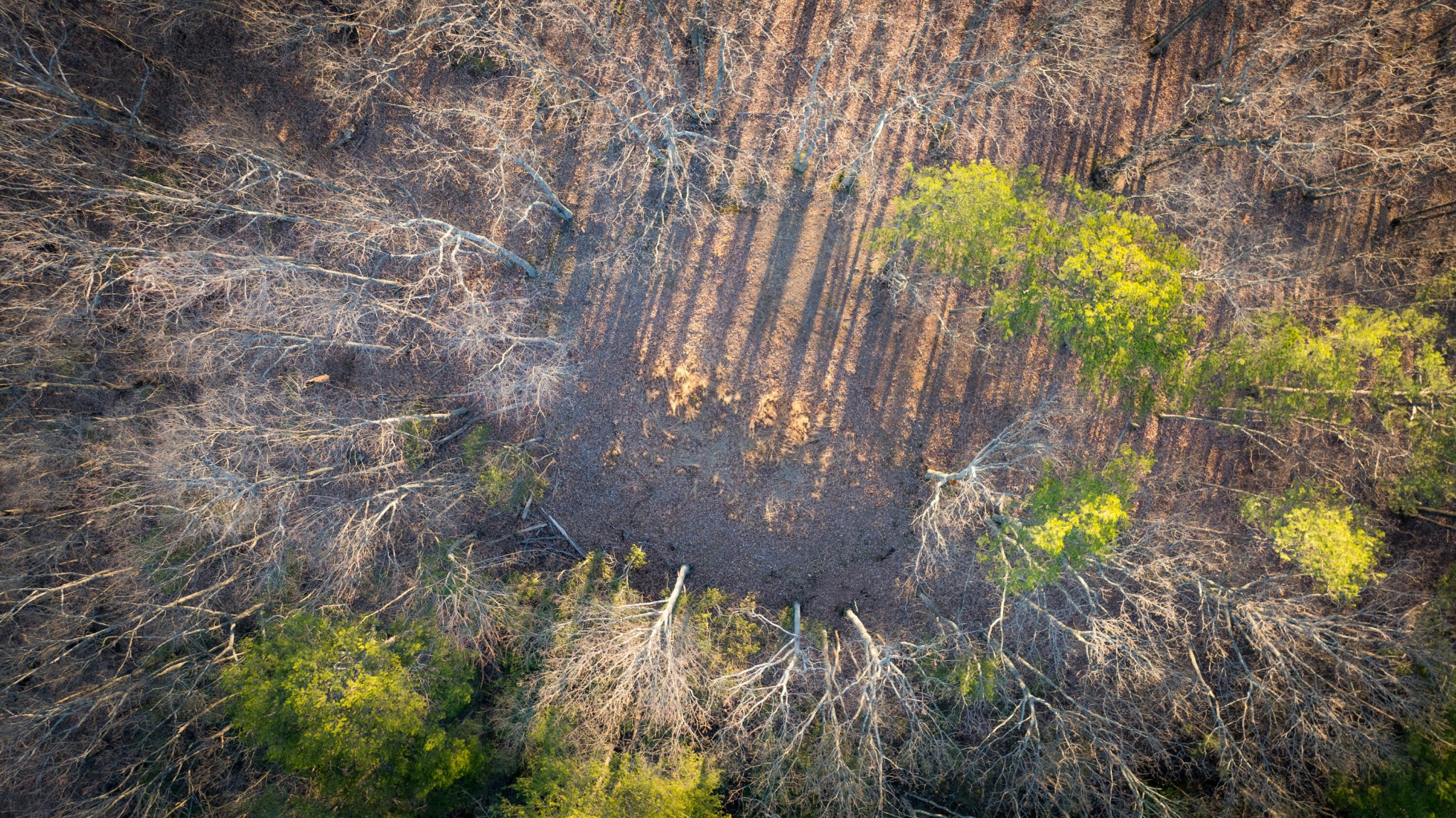 0 Hog Jowl Road Chickamauga, GA 30707 - Photo 10 of 19 Gallery Image 10