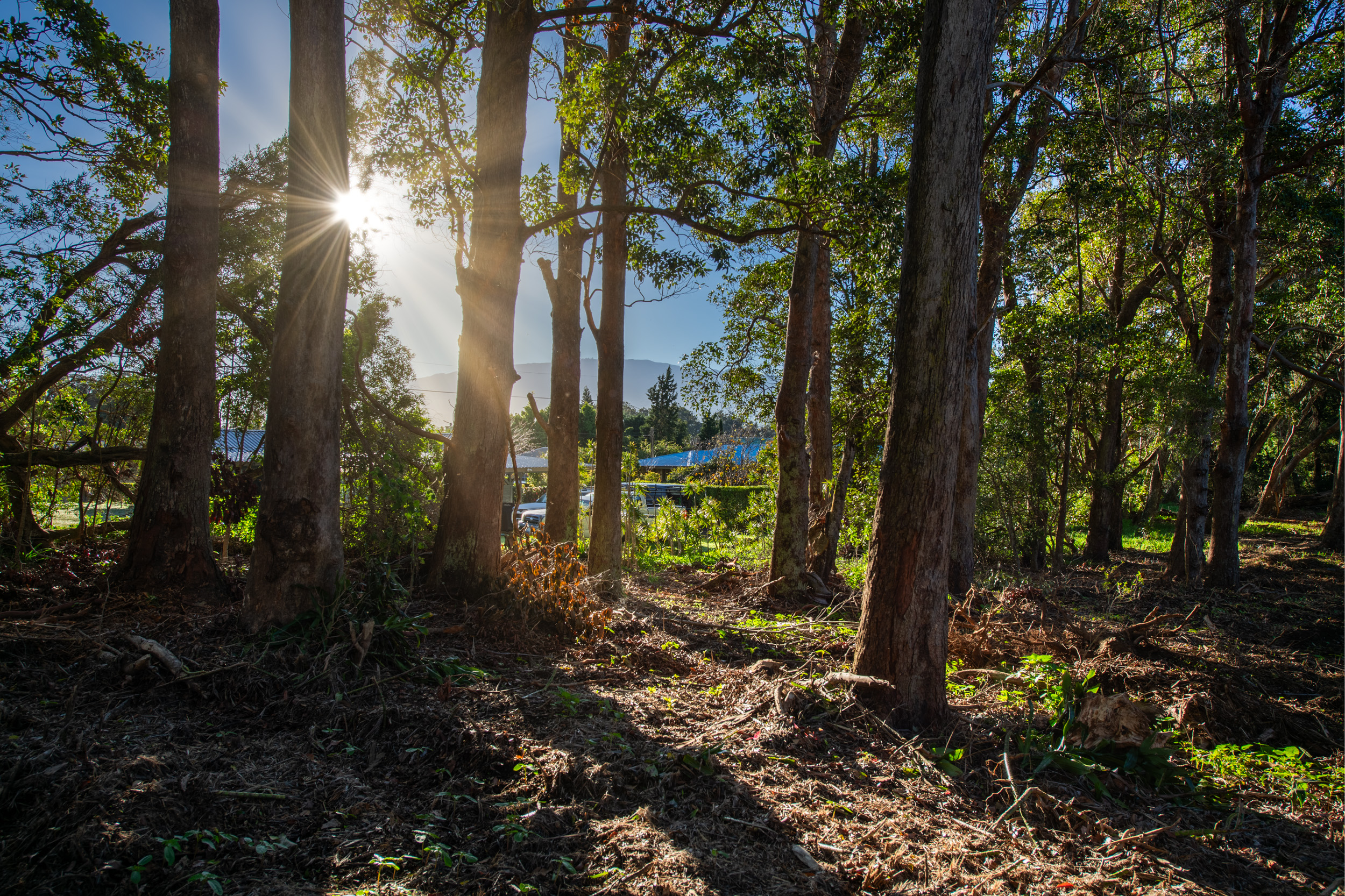 65-1221 Lot 4 Hokuula Road Kamuela, HI 96743 - Photo 11 of 17 a view of a forest