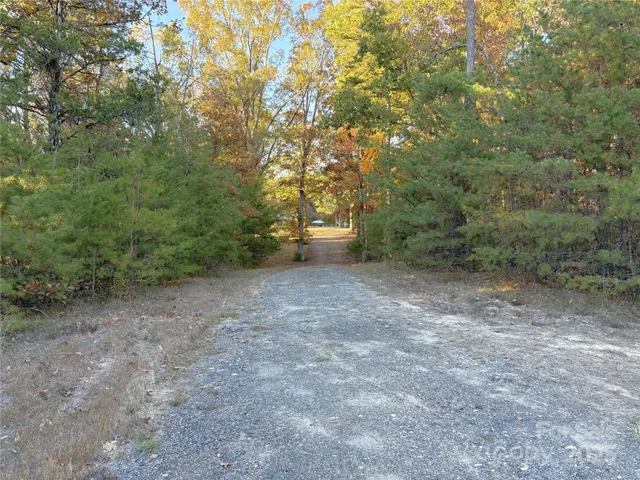 a view of a forest with trees in the background