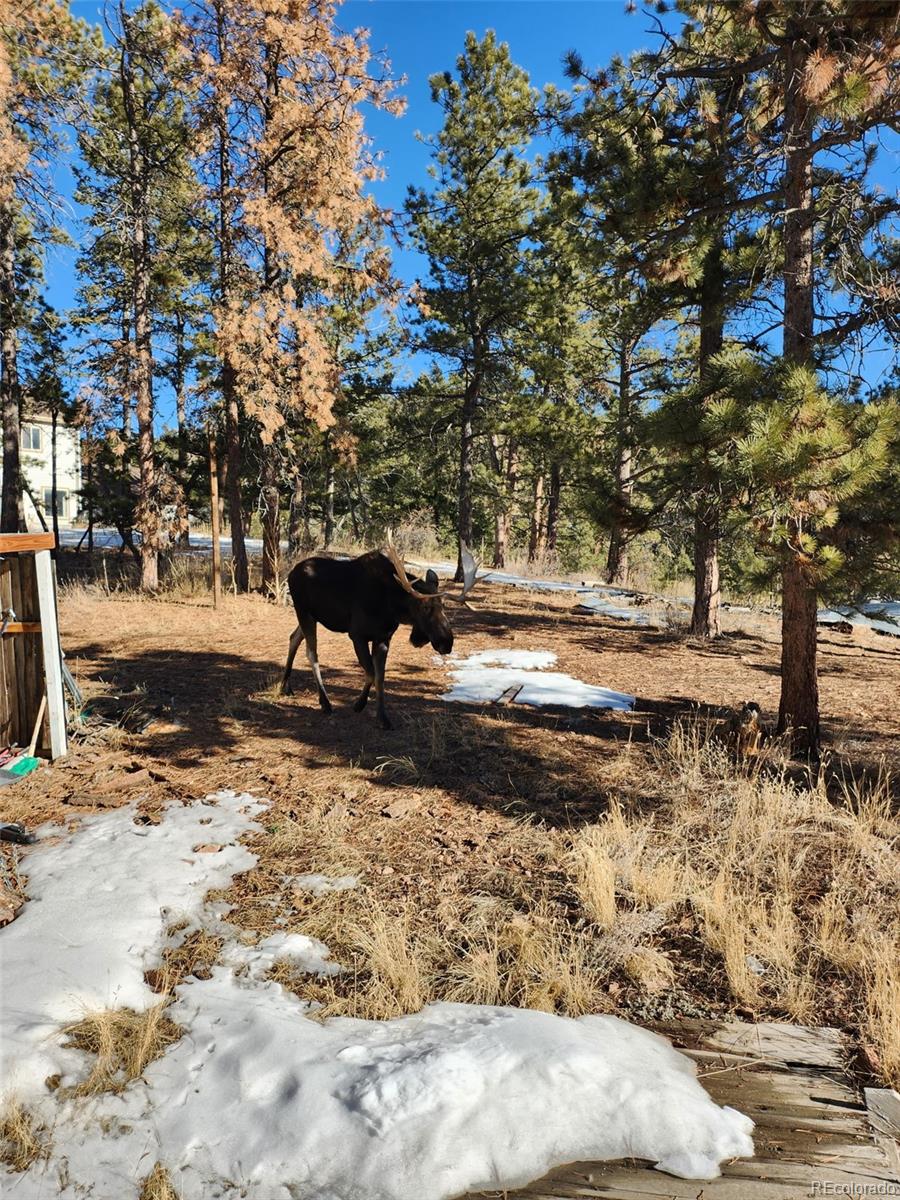 13108 Elsie Road Conifer, CO 80433 - Photo 24 of 49 Gallery Image 24