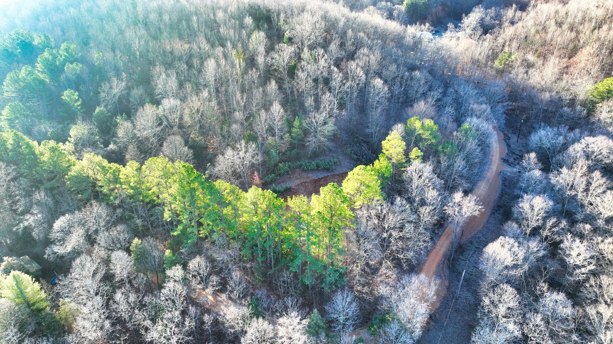 1309 CCC Road Centerville, TN 37033 - Photo 11 of 24 a plant that is in a garden