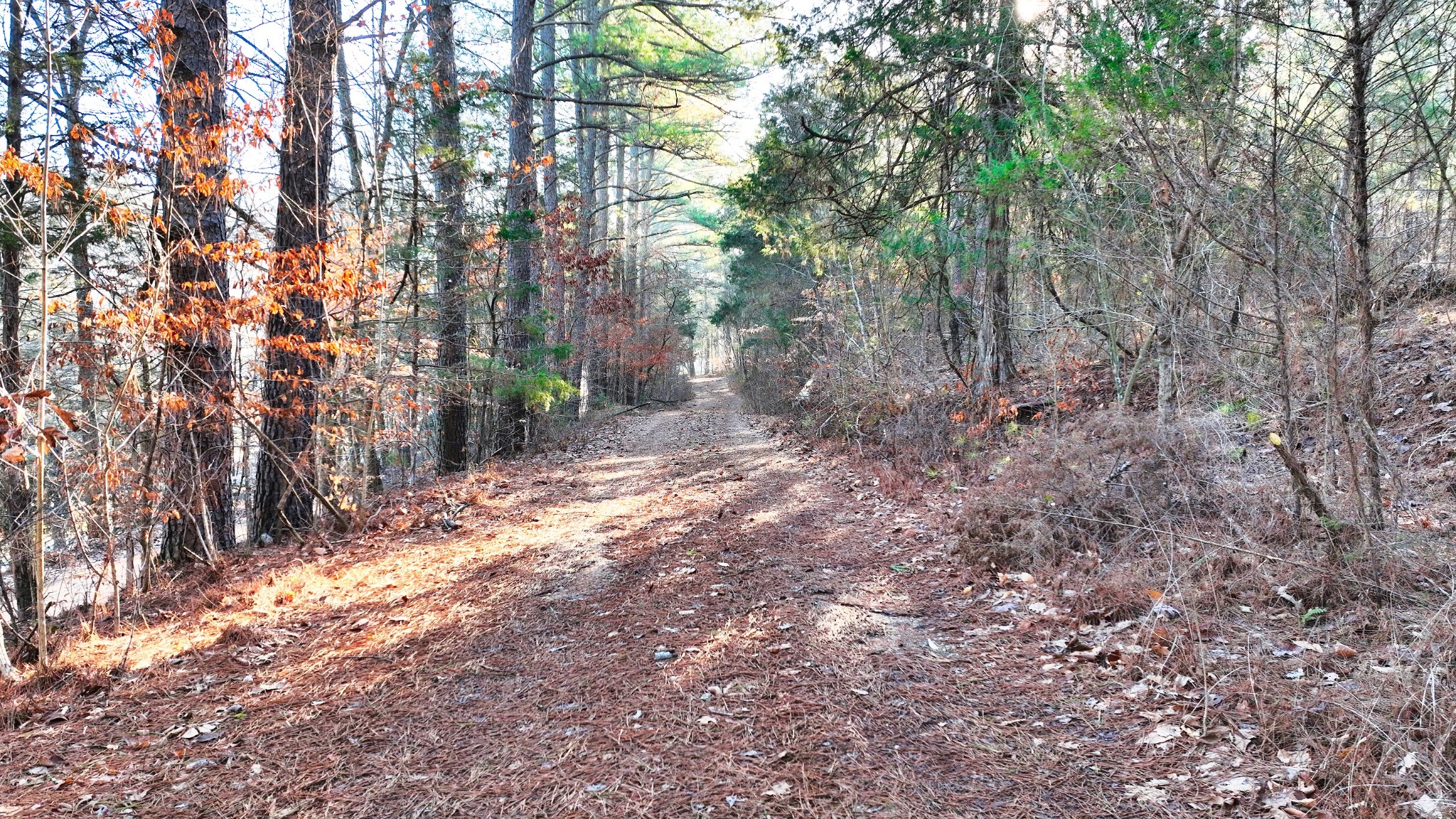 1309 CCC Road Centerville, TN 37033 - Photo 20 of 24 a backyard of a house with lots of green space