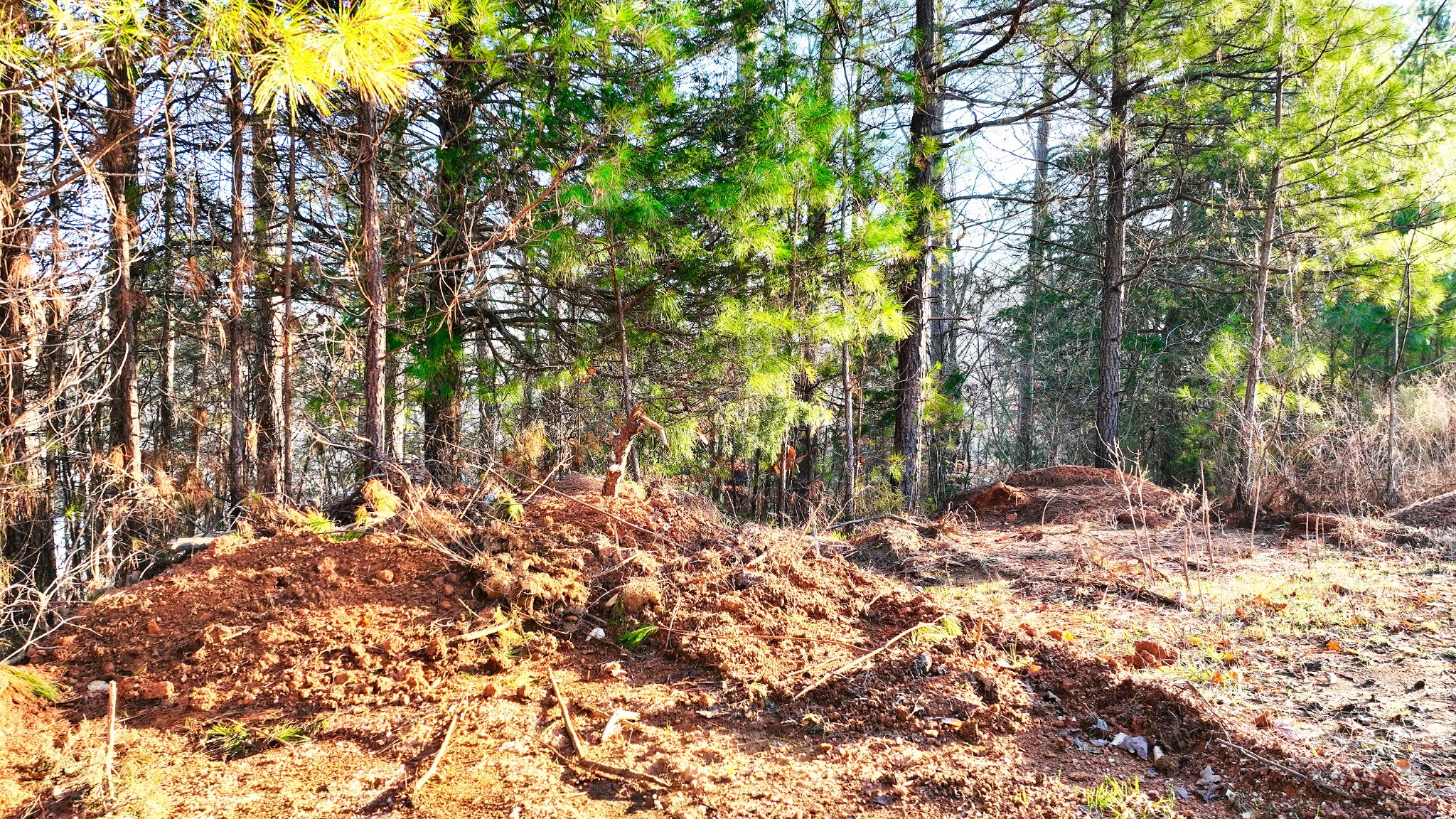 1309 CCC Road Centerville, TN 37033 - Photo 23 of 24 a backyard of a house with lots of green space