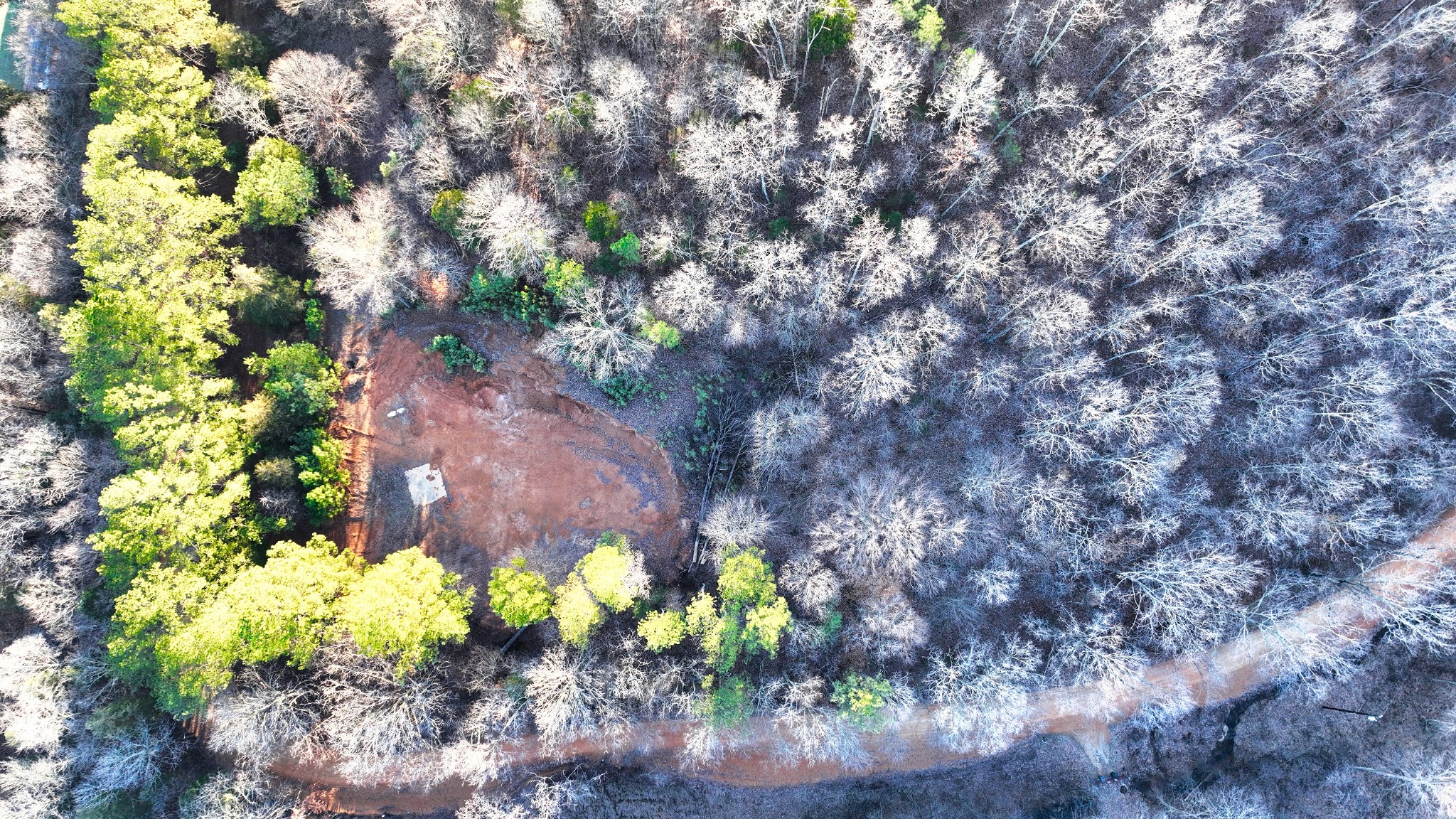 1309 CCC Road Centerville, TN 37033 - Photo 7 of 24 a flower in a garden with a tree