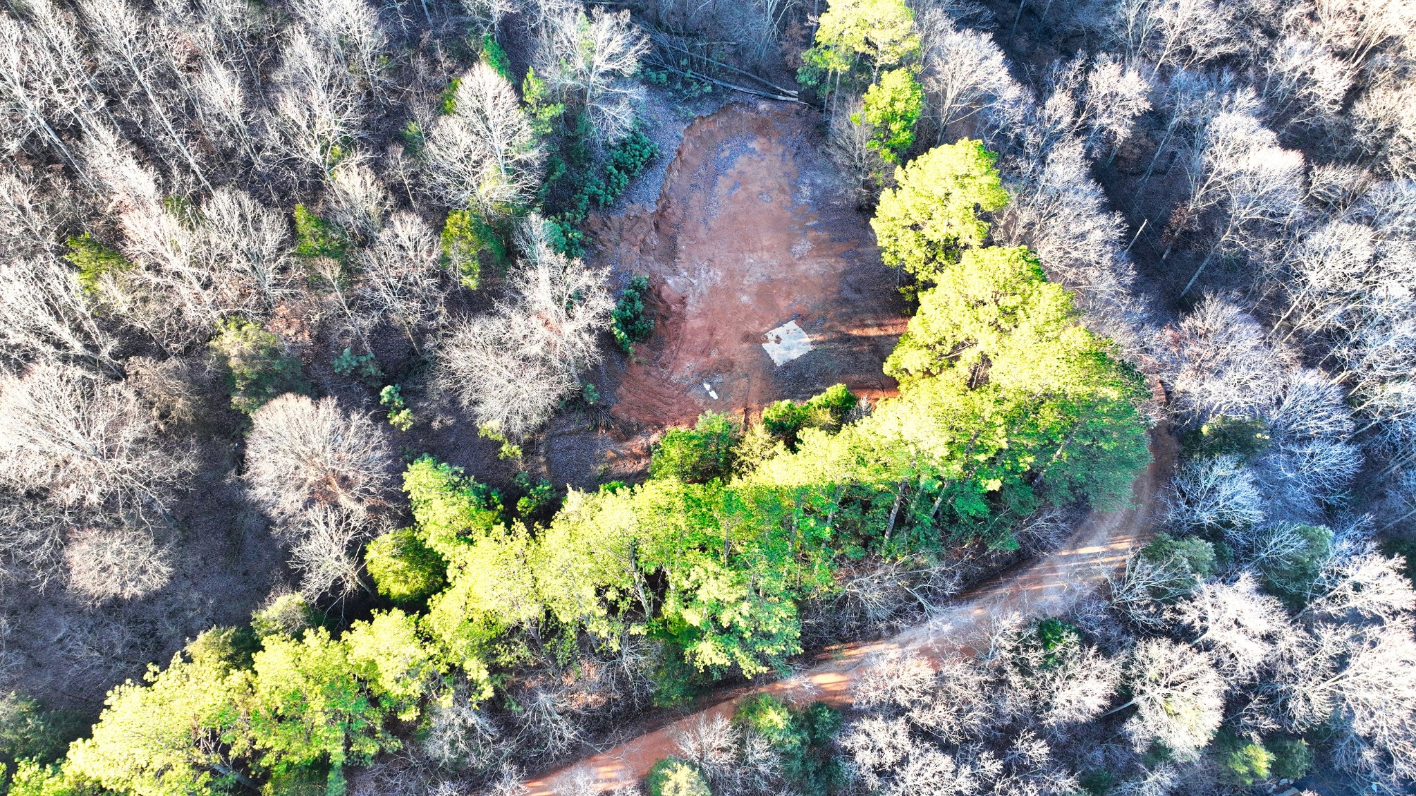 1309 CCC Road Centerville, TN 37033 - Photo 8 of 24 a flowers in a garden with a flowers