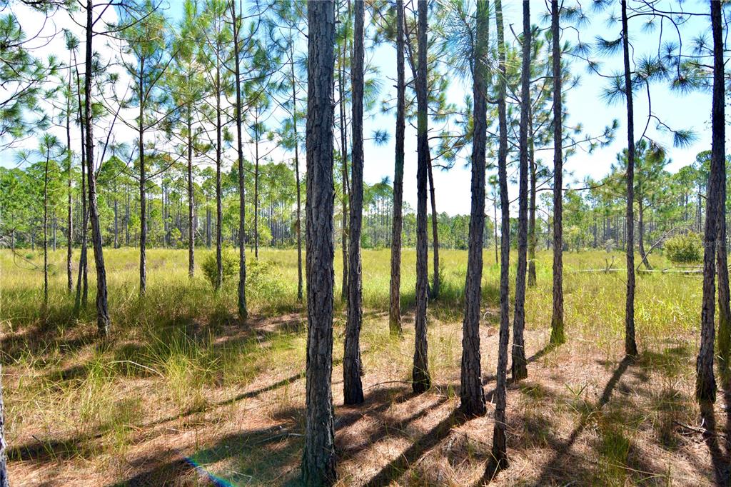 Key Deer Court Perry, FL 32348 - Photo 13 of 33 a view of backyard from window