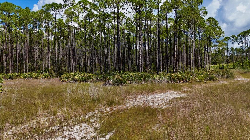 Key Deer Court Perry, FL 32348 - Photo 2 of 33 a view of backyard of house with green space