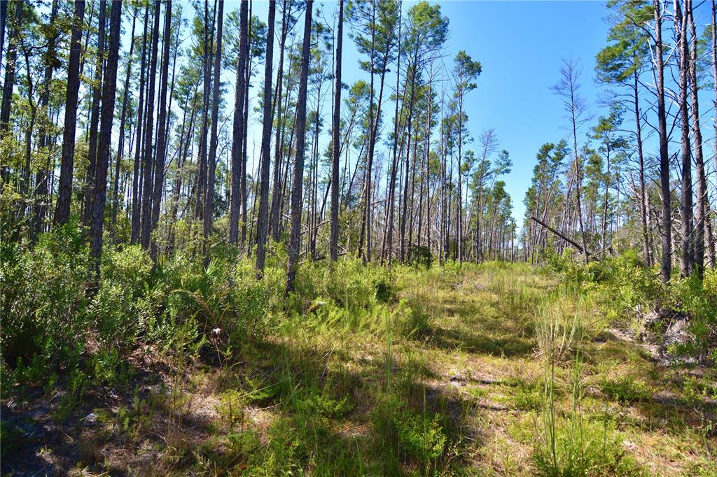 Key Deer Court Perry, FL 32348 - Photo 24 of 33 a view of yard with trees
