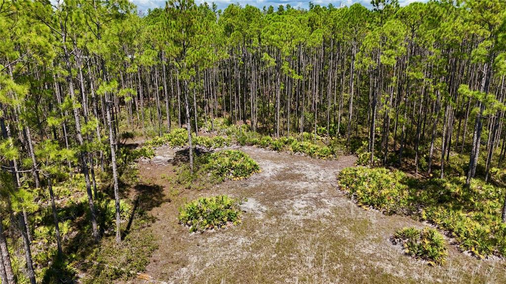 Key Deer Court Perry, FL 32348 - Photo 3 of 33 a view of yard