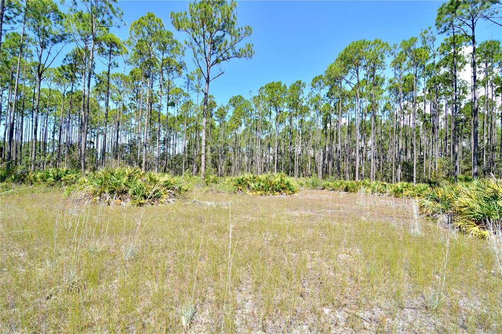 Key Deer Court Perry, FL 32348 - Photo 9 of 33 a view of backyard of house with green space