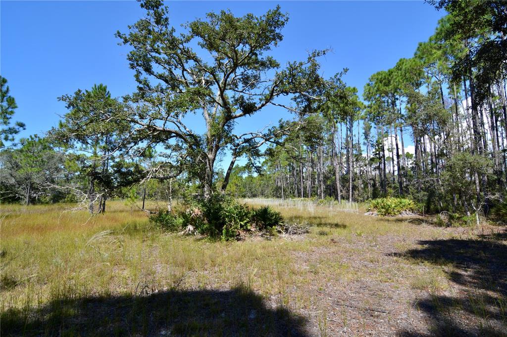 Key Deer Court Perry, FL 32348 - Photo 10 of 33 a view of a yard with a tree