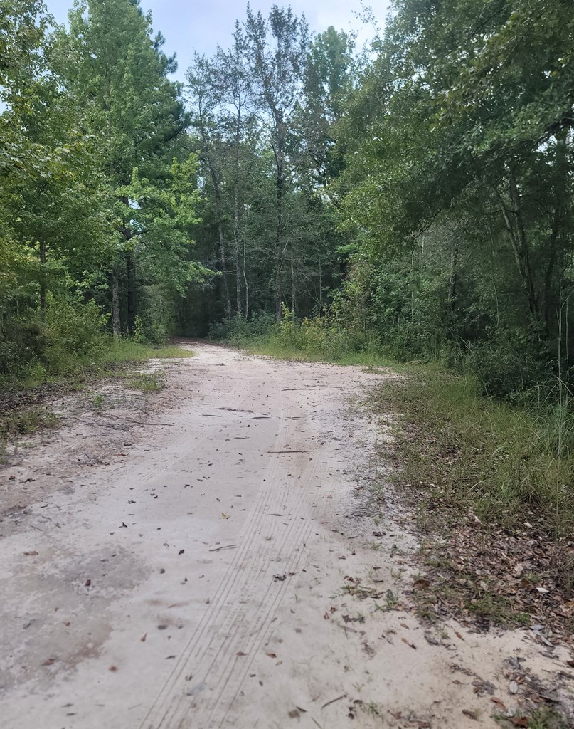 0 Coot Adams Road Ashford, AL 36312 - Photo 4 of 11