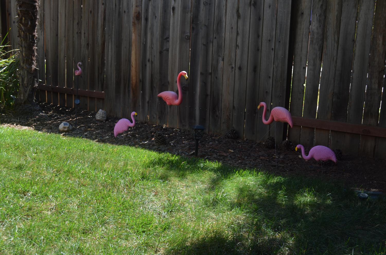 8392 Red Fox Way Elk Grove, CA 95758 - Photo 20 of 30 a bunch of trees and wooden fence