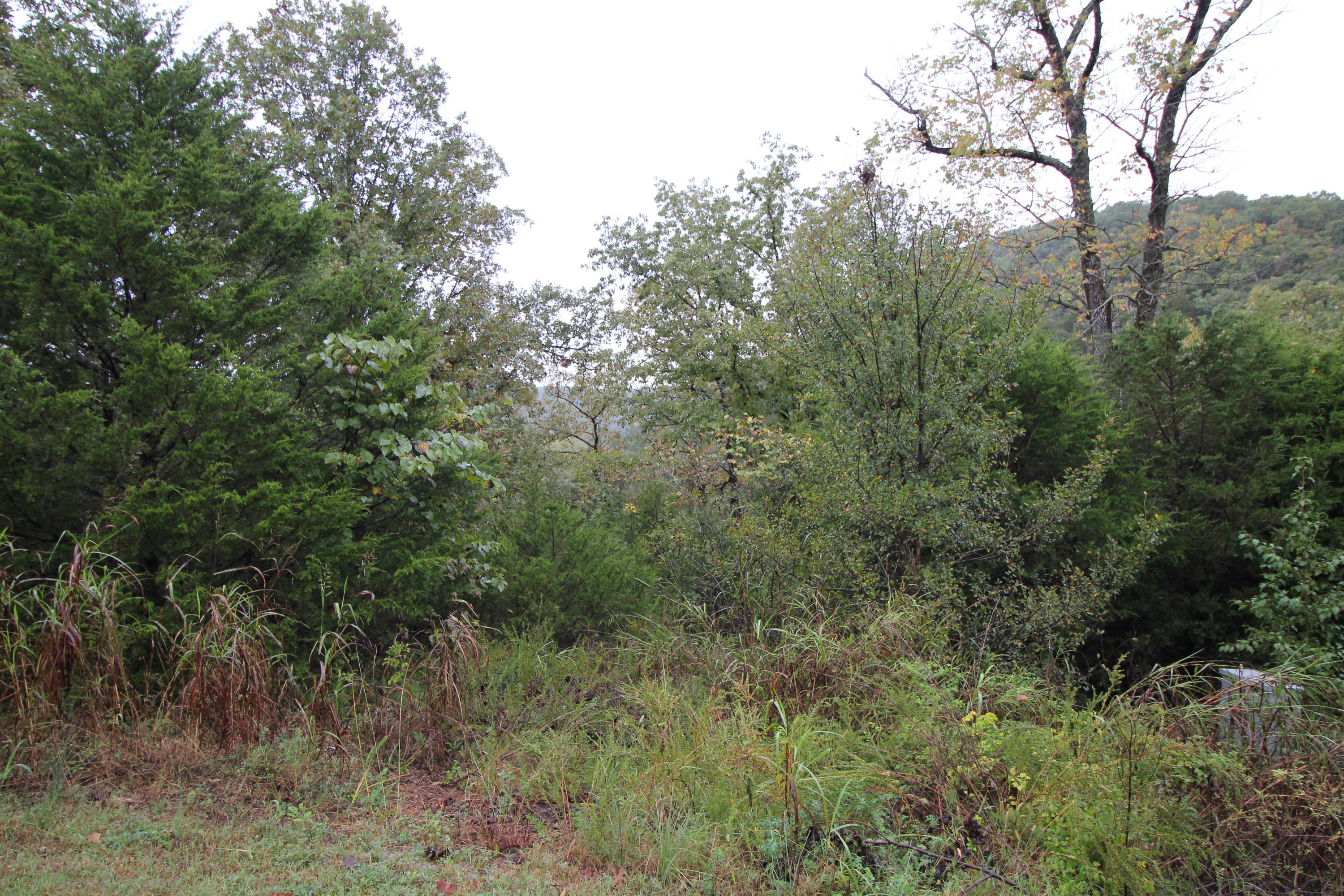 Lot 3 Silver Oak Way Branson Way Reeds Spring, MO 65737 - Photo 1 of 1 Lot View