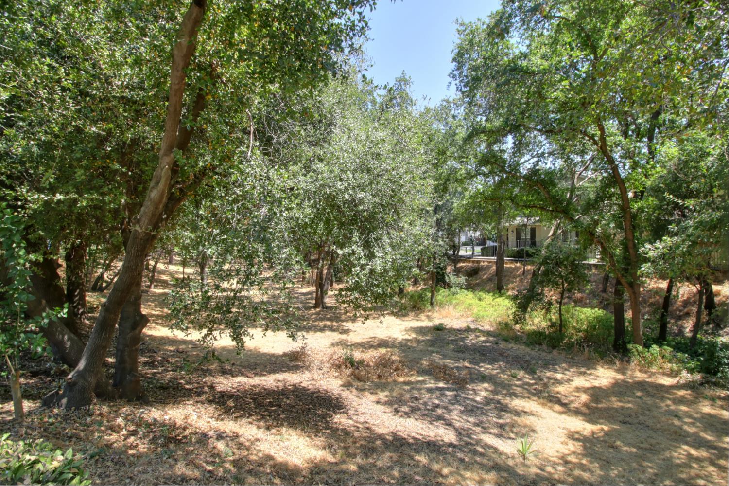 6114 Shadow Lane Citrus Heights, CA 95621 - Photo 18 of 56 a view of a yard with a tree