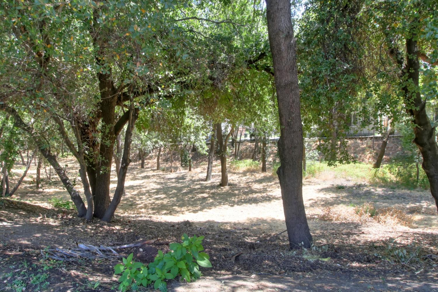 6114 Shadow Lane Citrus Heights, CA 95621 - Photo 19 of 56 a view of a yard with large trees