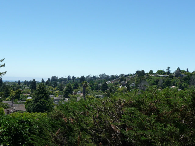 517 High Street Santa Cruz, CA 95060 - Photo 4 of 10 a view of a bunch of trees in a field